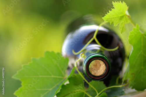 Bottle of wine between grapevine leves.
