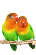 Pair of little lovebirds