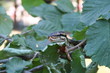 serpente