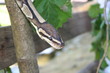 serpente