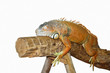 Asleep lizards