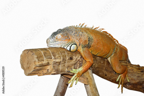Asleep Lizards