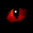 feline eye
