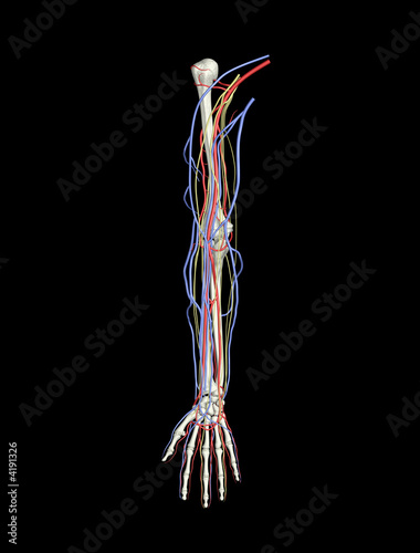 veins of arm. Arm Bones Arteries Veins