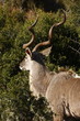 Over the shoulder of a kudu bull Over the shoulder of a kudu bull