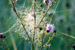 Spinnennetz 