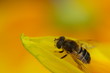 Abeille sur fleur jaune Abeille sur fleur jaune