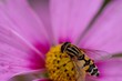 Abeille qui butine
