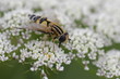 Abeille qui butine