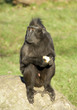 Eating Monkey
