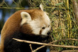 Panda Roux 2