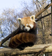 Panda Roux 6