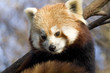 Panda Roux