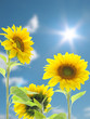 sonnenblumen