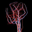 Brain Arteries and Veins