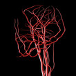 Brain Arteries