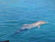 Delfines en Cancun