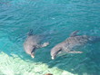 Delfines en Cancun