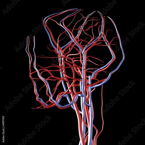 cat veins and arteries diagram. veins may delicate Cat