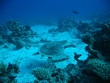 Tortuga Mar Rojo 1 Tortuga Mar Rojo 1