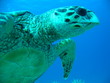 Tortuga Primer Plano azul