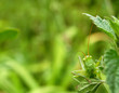 grass hopper