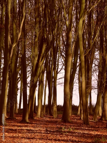 Autumn Woodland Autumn Woodland