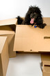 Dog surprise