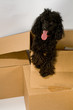 Black dog sticking out of a cardboard box Black dog sticking out of a cardboard box