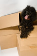 Dog sticking out of a cardboard box Dog sticking out of a cardboard box
