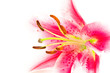 Closeup of a pink lily