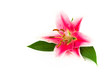Pink lily with two green leaves