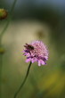 ape su fiore ape su fiore