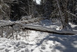 wood(timber) taiga in(to;at) snow          