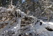 wood(timber) taiga in(to;at) snow          