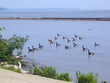 Swan Lake Swan Lake