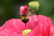 Hummel bei der Landung