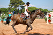 Photo: cheval et cavaliere cheval et cavaliere