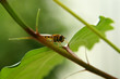 ruhende Fliege