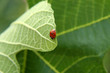 Marienkäfer auf Blatt
