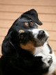 Dog Portrait