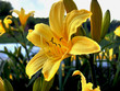 Lily
