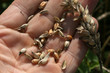 Grain on a palm