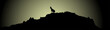 Isard dans la nuit