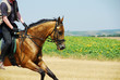 Golden gallop