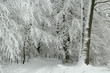 Snowy forest road Snowy forest road