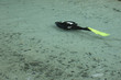 Diver in Spring Run