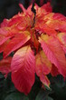 crimson red leaves