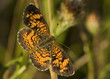Pearl Crescent (Phyciodes tharos)