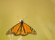 Monarch Butterfly (Danaus plexippus)